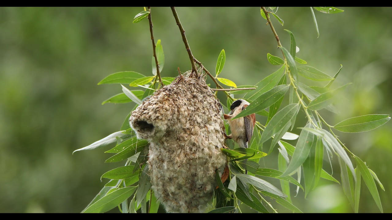 Kolovatësi,European penduline tit,(Remiz pendulinus). Kosovo.