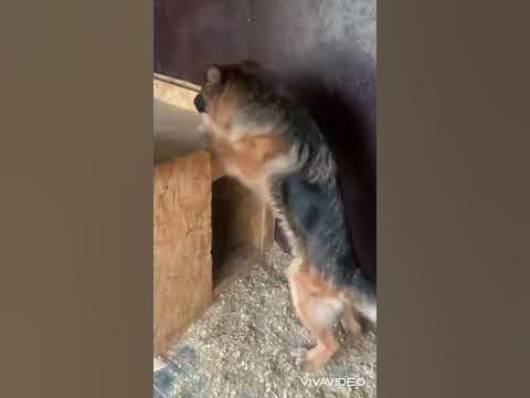 Разница между кобелем и сукой 😁 - YouTube