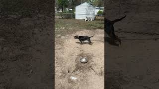 Im Alr Knowing Amber