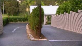 MEEMA™ Hardenbergia a groundcover plant with great form | Ozbreed Native Shrubs & Groundcovers