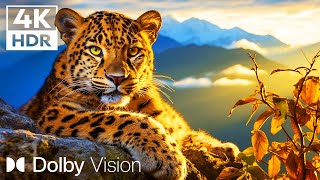 Colorful Beauty 4K HDR 60FPS Dolby Vision |  Cinematic music (Animal Colorful Life)