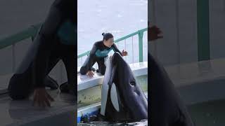 もう一度魅せて欲しいなラビーと匠のステキな時間♥ #Shorts #鴨川シーワールド #シャチ #Kamogawaseaworld #Orca #Killerwhale