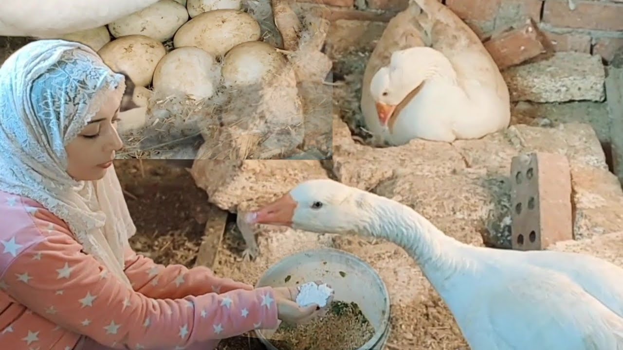 لو عندك الوز بياكل البيض الحل اللى هجيب معاك من الاخر الطريقة الصحيحة لرقد الوز علشان البيض يفقس كله