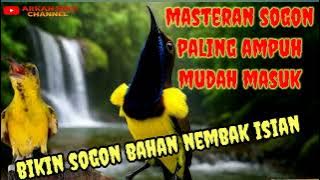 MATERI SOGON LOMBA? Masteran sogon gacor full tembakan #masteransogon #suarasogon #sogon
