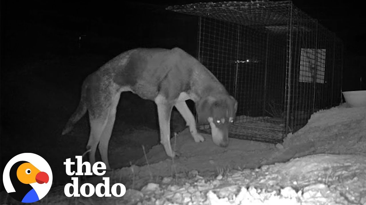 Mystery Dog Kept Showing Up on Desert Trail Cameras | The Dodo - YouTube