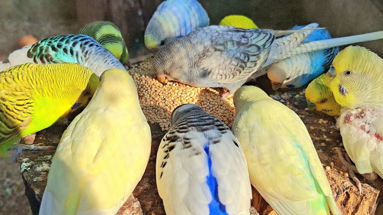 Budgie parakeet sounds : If your bird won't eat its meal, play this video for it.