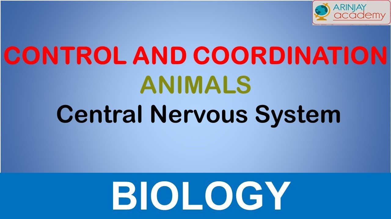 Central Nervous System Control And Coordination In Animals Biology Class 10 Youtube