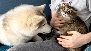 Husky Puppy is Scared of a Small Cat Resimi