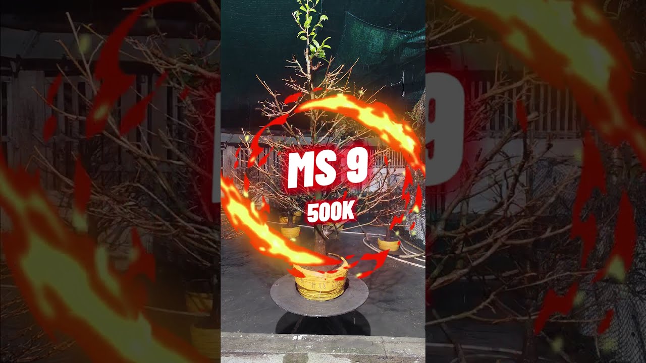 Cây Mai Giảo Thủ Đức Đẹp Tàng Tròn Mai Vàng Kim Tiền Chợ Gạo