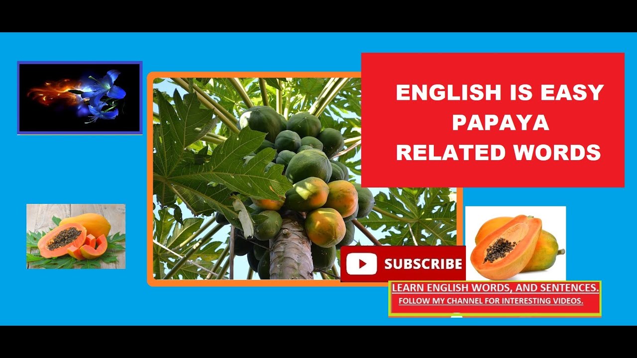PAPAYA RELATED WORDS 09 YouTube