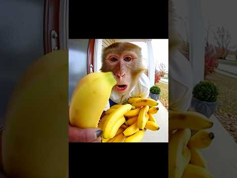 Monkey Vlog - Banana Barter #monkey #vlog #funny
