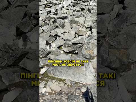 Головний мінус пінгвінів, про який ніхто не попереджає