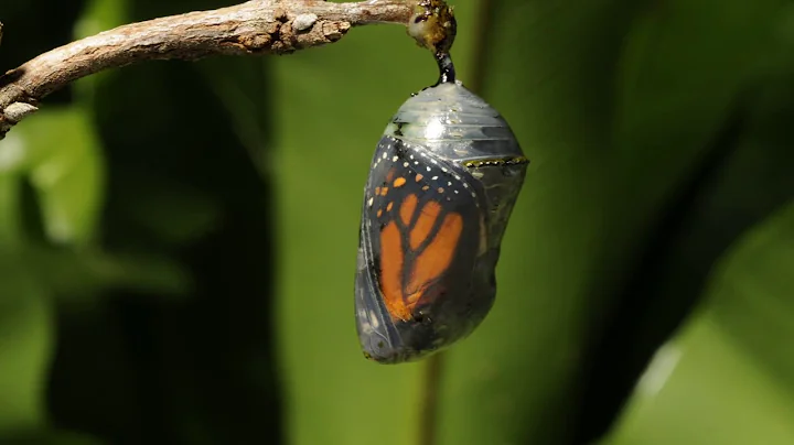 Monarch butterfly emerging time lapse - DayDayNews
