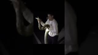 Catching 20 Foot Record Breaking Python! #shorts