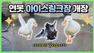 얼어붙은 습지 연못을 본 오리들의 반응ㅋㅋㅋㅋ