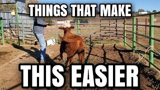 HOW to HALTER BREAK your CALF in TWO Days!! #homesteading #cows #farm #ranch