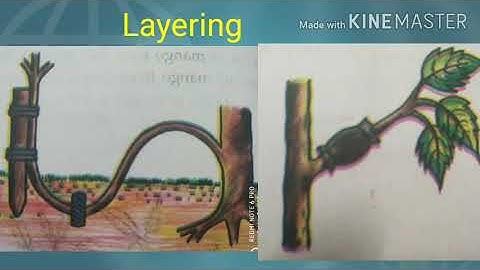 STD.VII.Unit.1 Reaping gold from soil.14/06/2021