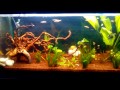 My aquascaping aquarium by swapnil kamble