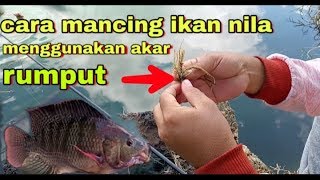 Cara Mancing Ikan Nila Menggunakan Akar Rumput Danau Batur