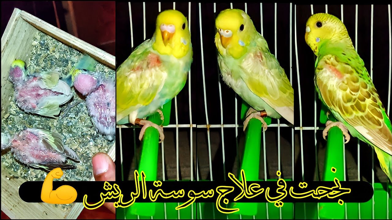طريقة ممتازة لعلاج سوسة الريش 🦜 وفعالة جدا 👍