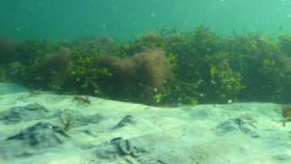 Spiddal, Galway - Quick Underwater Trip