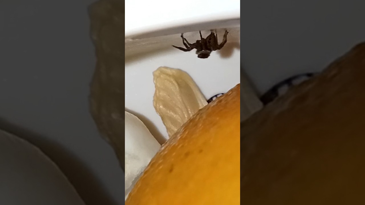 Spider pet-Nhện nhẩy, thú cưng. 