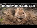 This Rabbit Is a Bulldozer 🐰