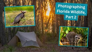 Photographing Birds & Wildlife in Florida, Part 2. I almost didn't make it back from this one by Jimmy Breitenstein 1,352 views 4 months ago 22 minutes