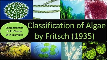 Classification of Algae by Fritsch || 11 classes with characteristics and examples