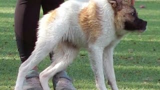 Cиндром короткого позвоночника | dogs with short spine syndrome