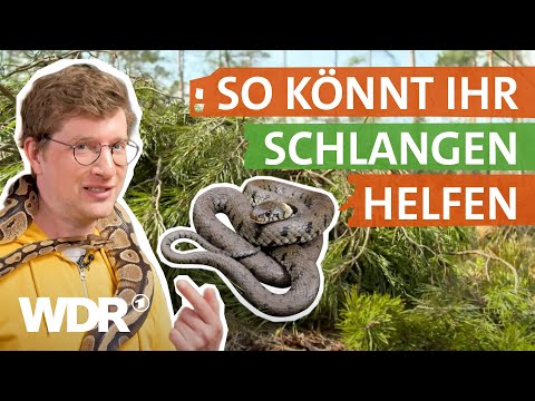 Video: Werden Mottenkugeln Schlangen fernh alten?