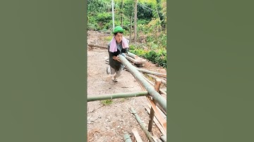 This is the process of splitting bamboo very easily #shorts