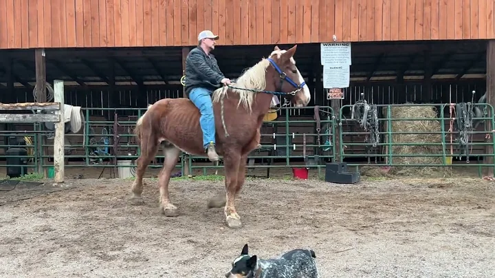 Sold 3986 Belgian Mare 17H 15 years old $975 plus $40 Coggins deadline 12/5/25 ￼