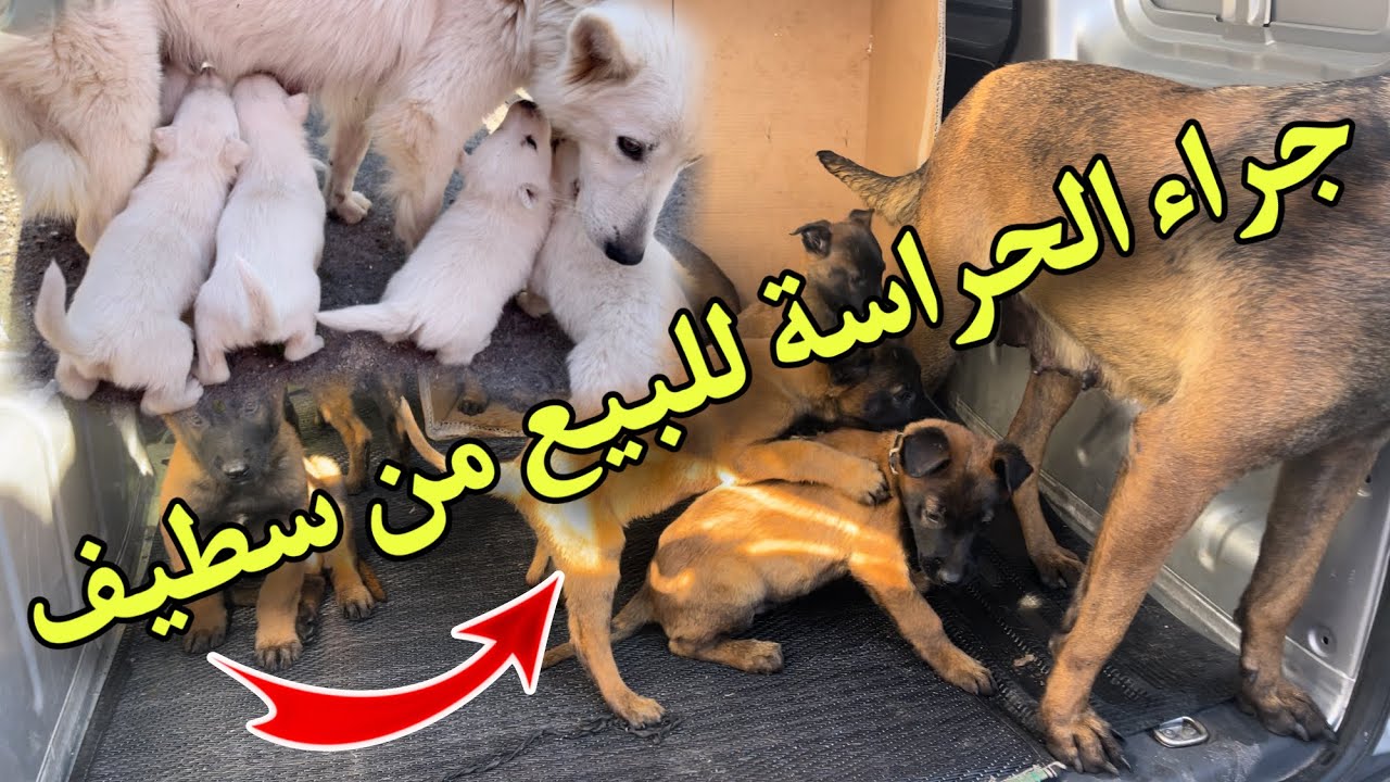 جراء الحراسة و الجمال تصنع الحدث من سوق سطيف للكلاب اليوم في الجزء الأول 💚