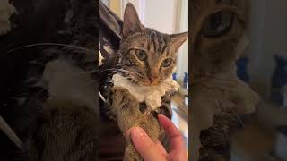 Most Viral Cat Daddy Compilation (Part One)