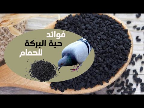 هااااام لمربي الحمام فوائد حبة البركة للحمام