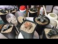 新年ハオルチア LIVE haworthia succulents