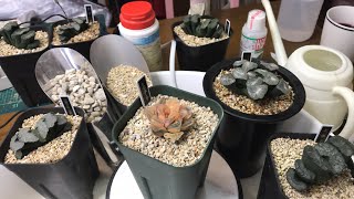 新年ハオルチア LIVE haworthia succulents