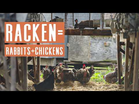 Regenerative Farming with Rabbits Chickens