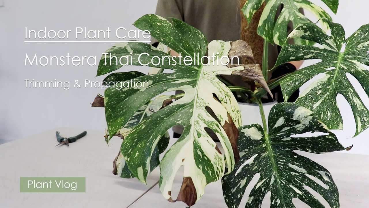 Indoor Plant Care Vlog | Monstera Thai Constellation Trimming and  Propagation