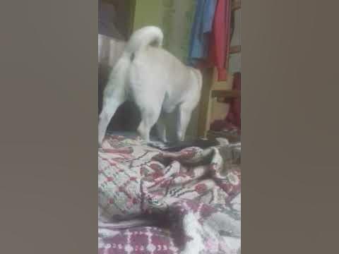 сабака - YouTube