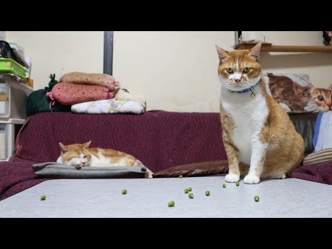 どんぐりで遊ぶ猫 251004 - YouTube