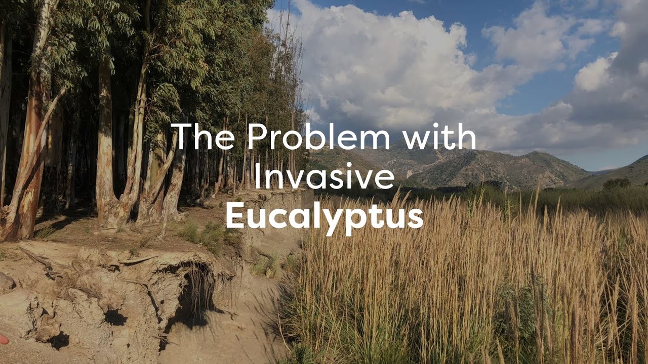 The Problem with Invasive Eucalptus Species in Granada, Spain