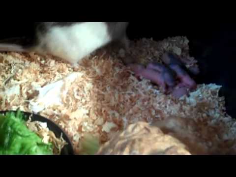 watershed (Full) rat rack
