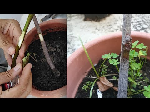 Video: Udhëzues për shartimin e kaktusit - Si të shartoni një bimë kaktus