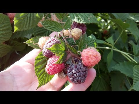 ФИОЛЕТОВАЯ МАЛИНА РОЯЛТИ. БЫТЬ ИЛИ НЕ БЫТЬ - YouTube