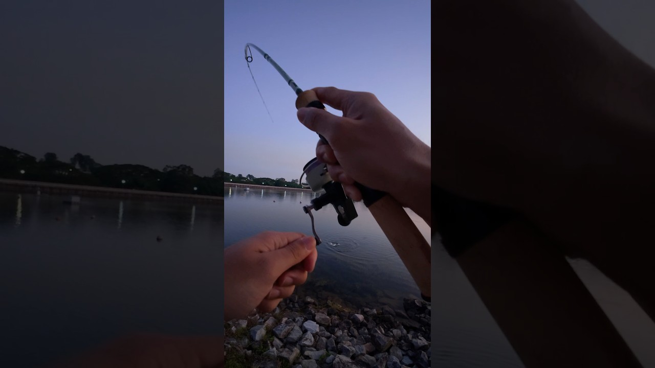 SaltyBites 1.8" Slim "Crystal White" | Abu Cardinal 33 | Rapala Travel Rod 