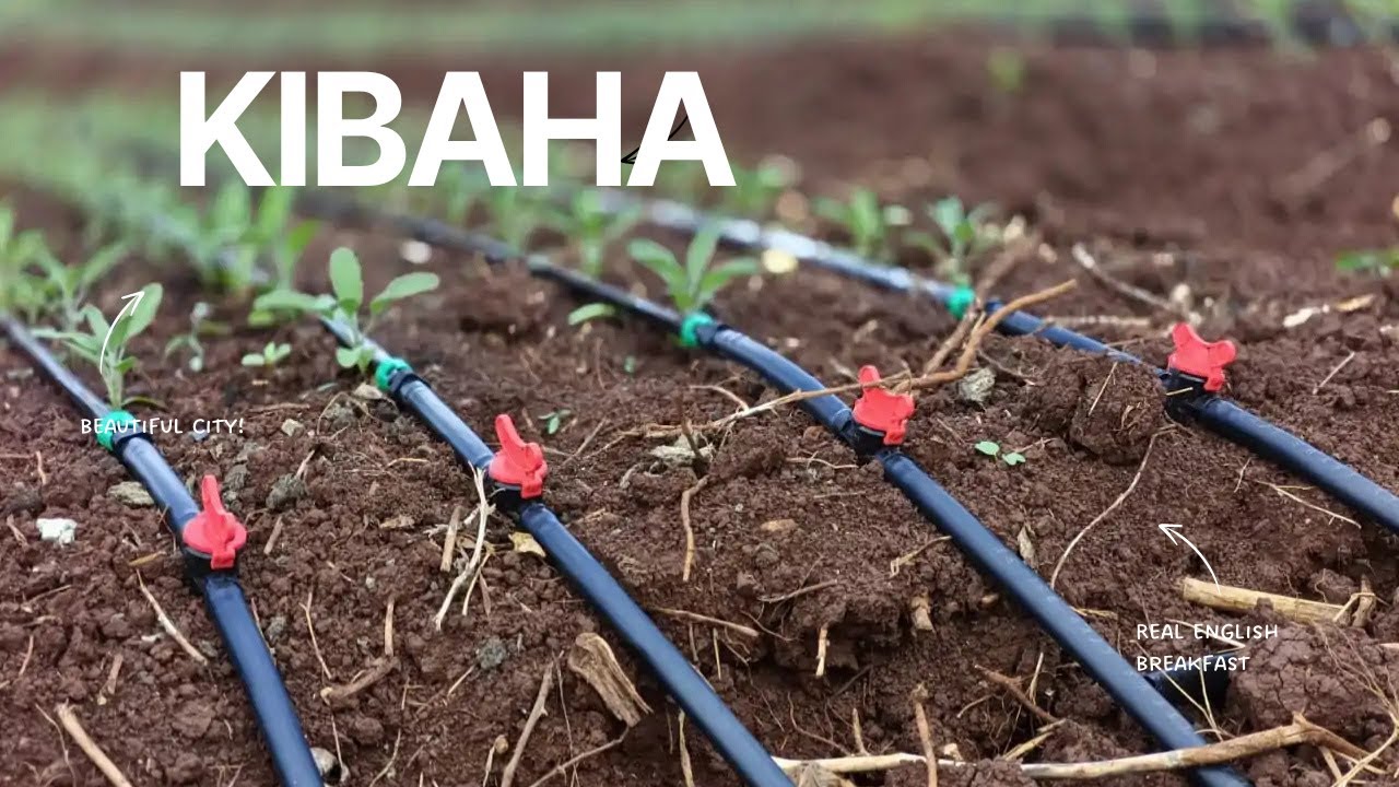 UMWAGILIAJI WA MATONE KWENYE MBOGA MBOGA. || KIBAHA