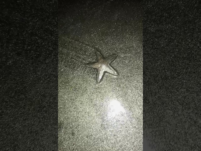 🌟🐟 Star Fish @ #clifton #karachi #pakistan #starfish #star #fish #animals #animal #live #seaanimals class=