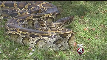 Python Challenge closing in on 100 snake mark